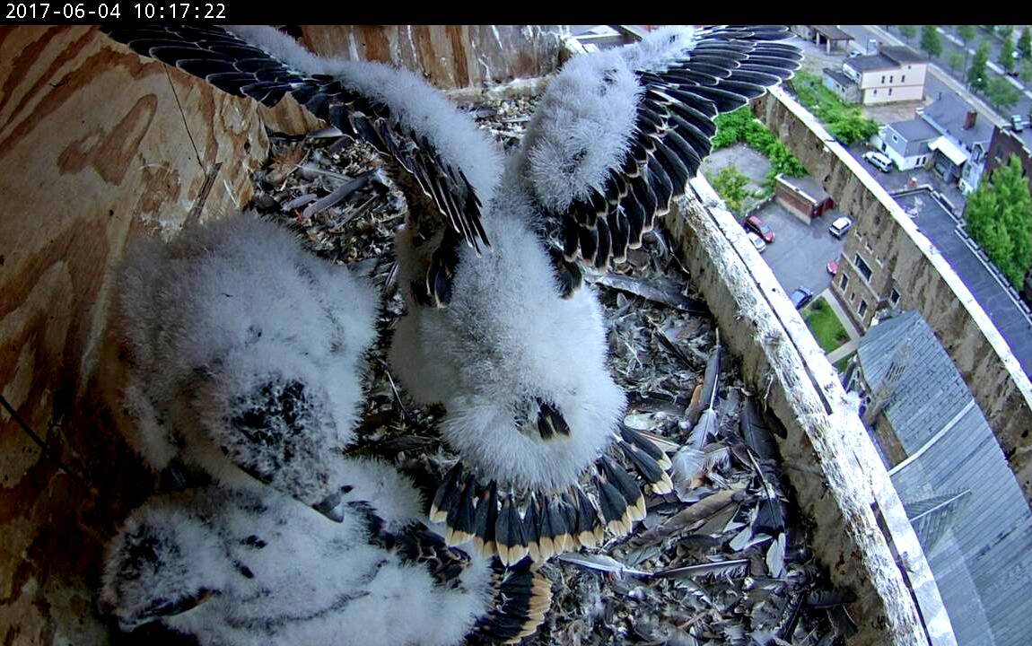 Feather continue to grow out