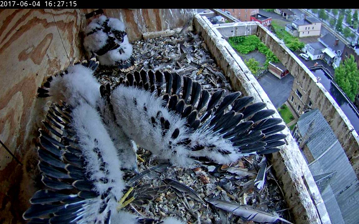 Another shot of those growing feathers