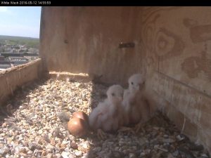 Two Chicks May 12 2016