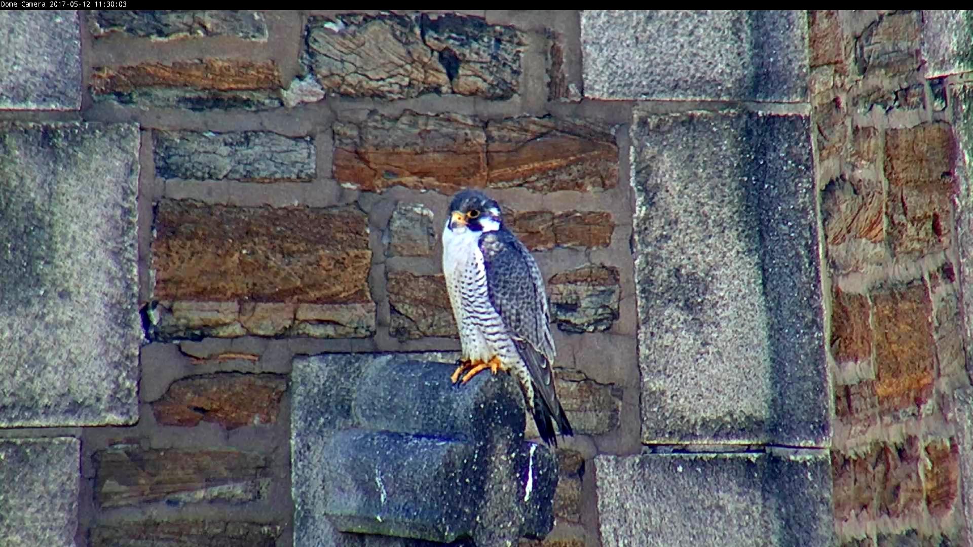 Ares on the steeple