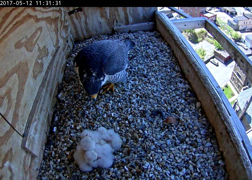 Ares gets a look at the heap of chicks