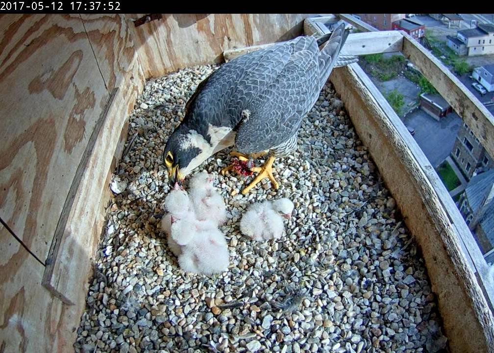 Astrid conducts an afternoon feeding