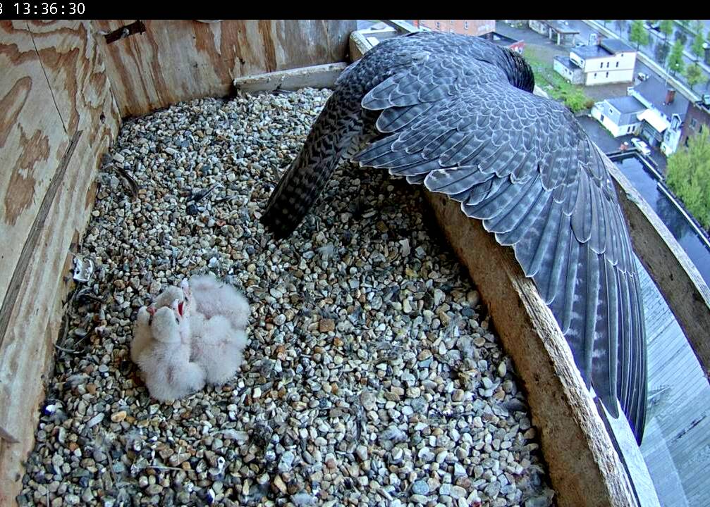 Astrid holds out her wings and watches Ares diving down after a dropped meal