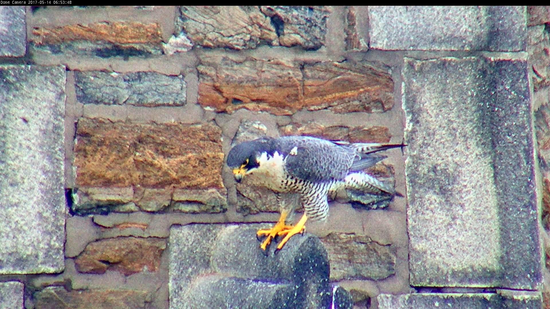 Astrid on the steeple - ready to make another run at a Pigeon