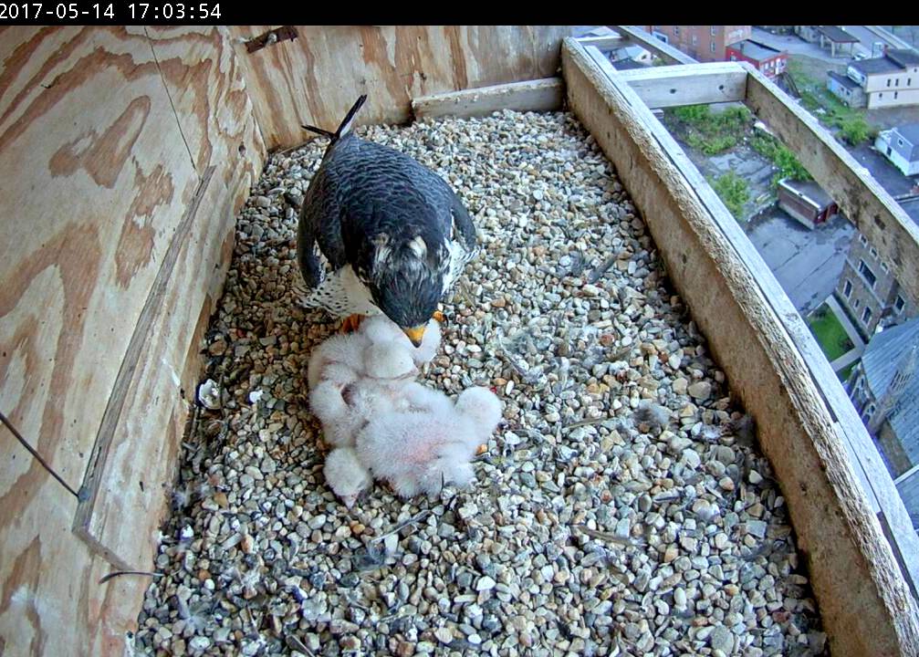 Ares isn't sure how to go about brooding this pile of chicks