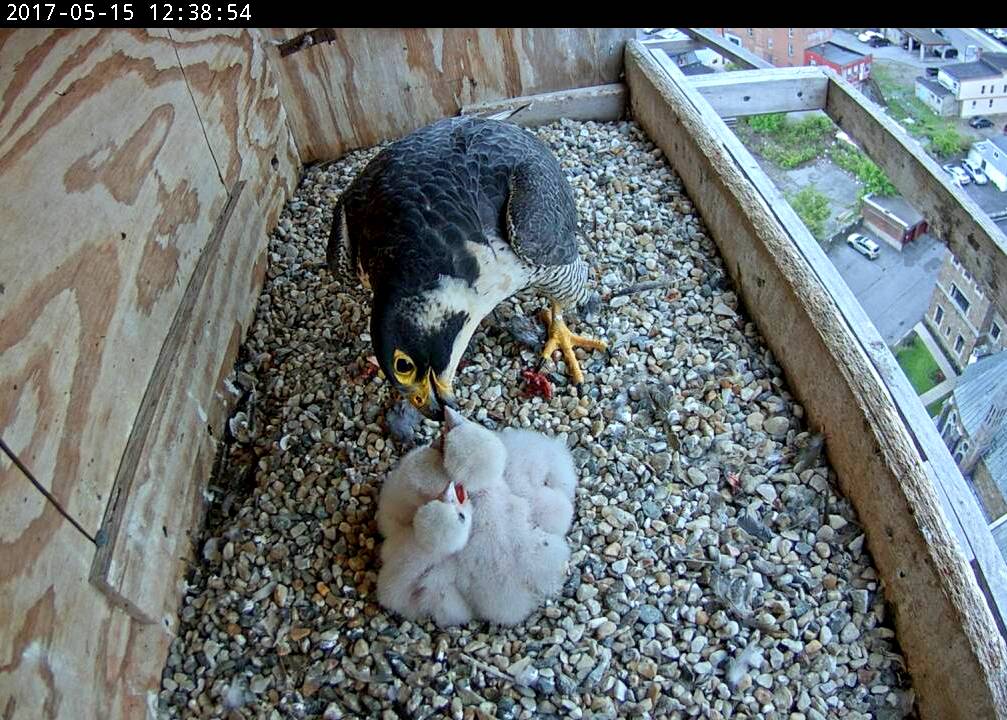 Astrid feeds the nestlings