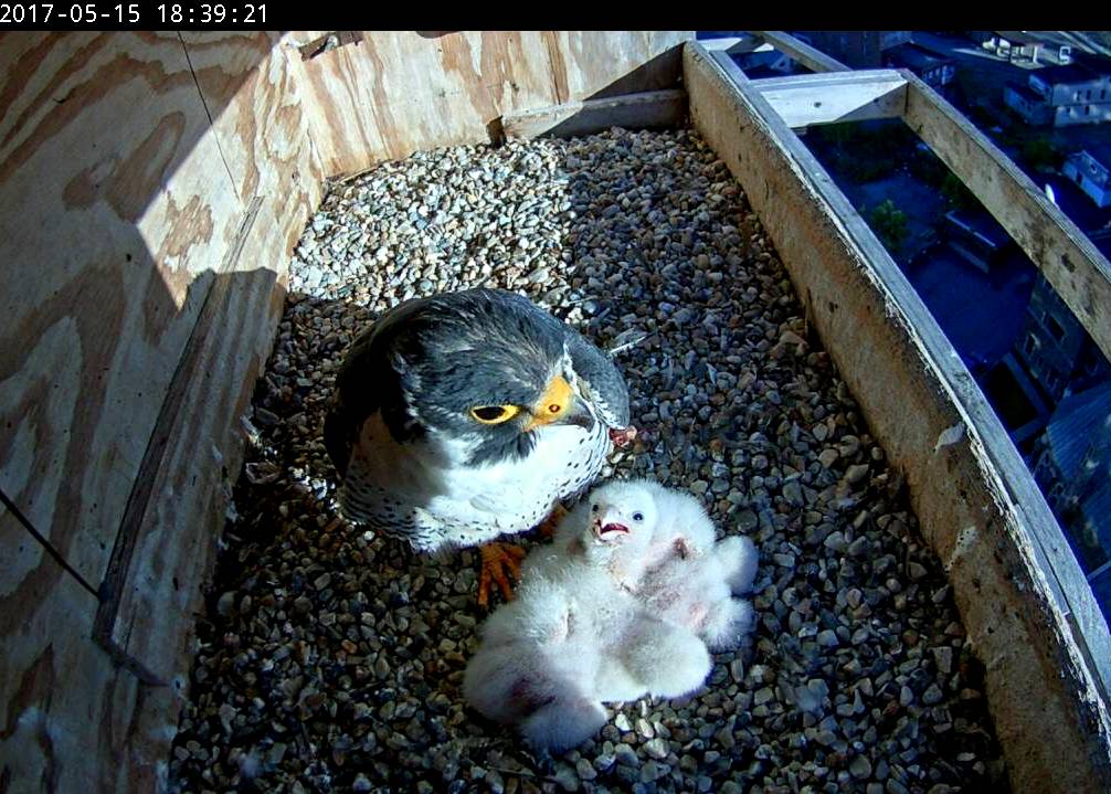 Ares sharing some time with the increasingly hungry nestlings