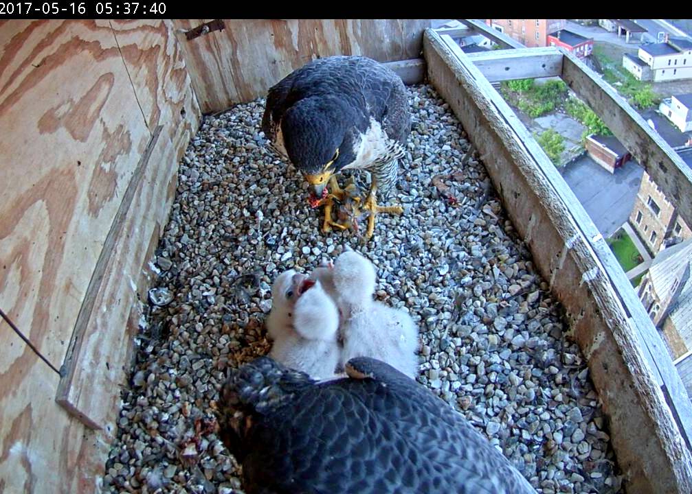 Ares come in to feed the chicks while Astrid is already deep into a feeding