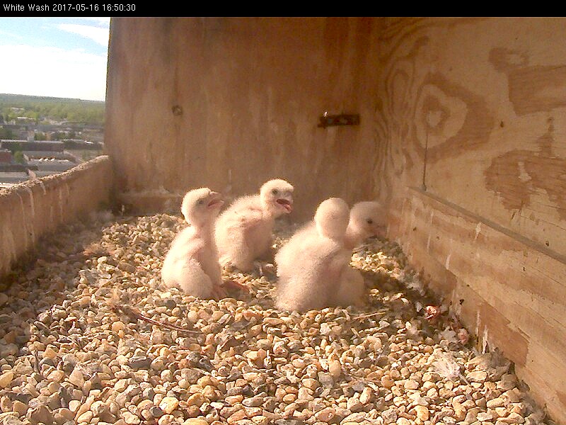 The chicks are getting bigger all the time