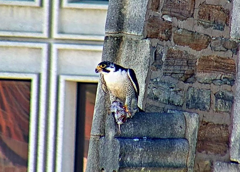 Ares with fresh prey on the steeple perch