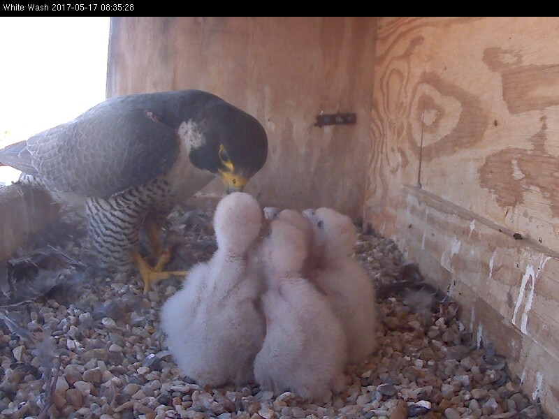 Four growing chicks