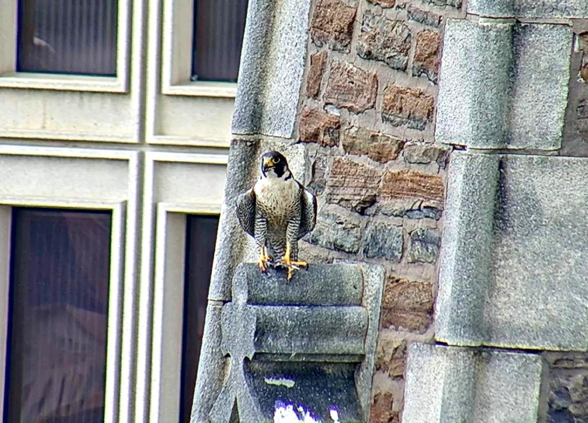 Astrid tries to keep cool on the steeple