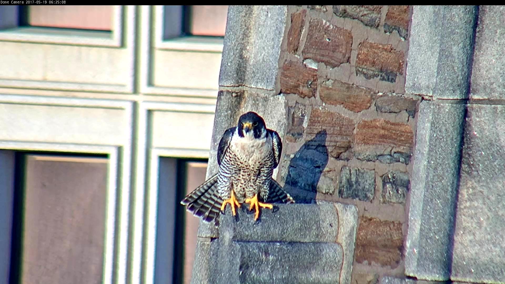 Astrid on the steeple - stretching before departure