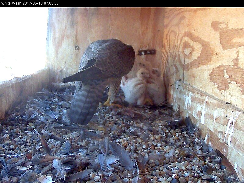 Astrid feeds the chicks as they remain tucked in the corner of the box