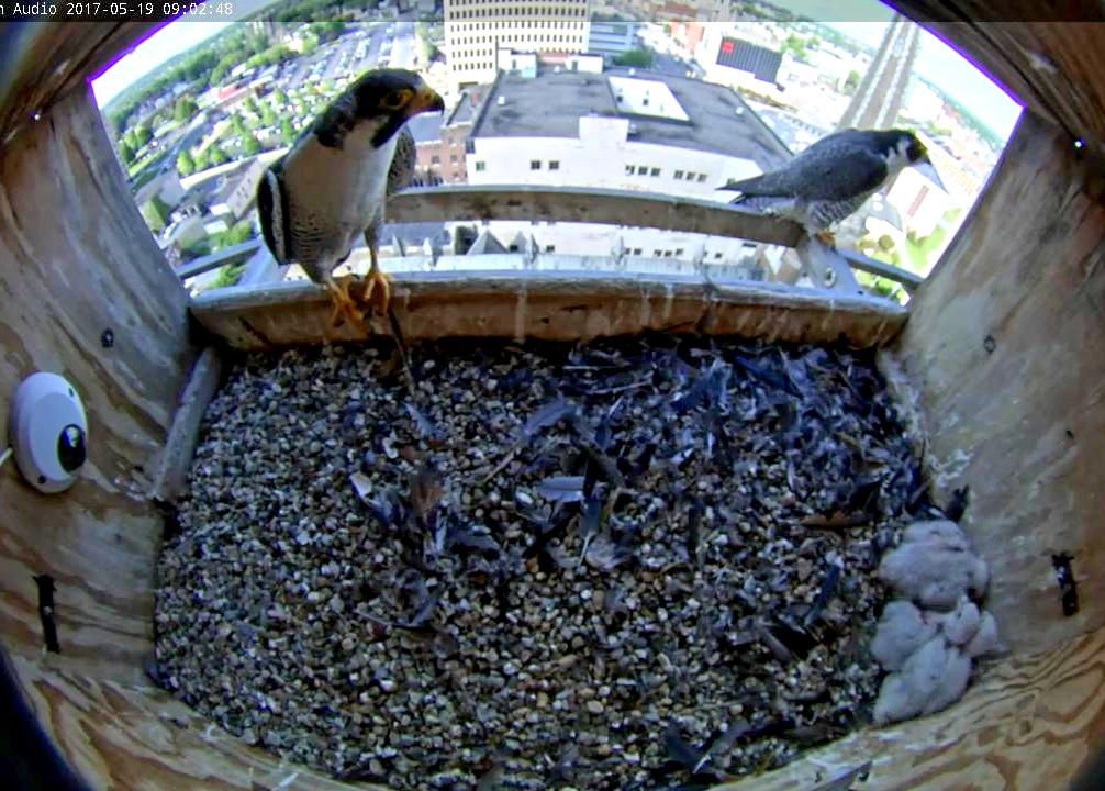 The parents converge on the box