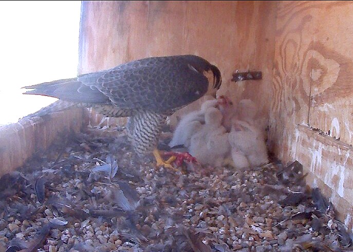 Astrid feeds the chicks in the back corned of the box