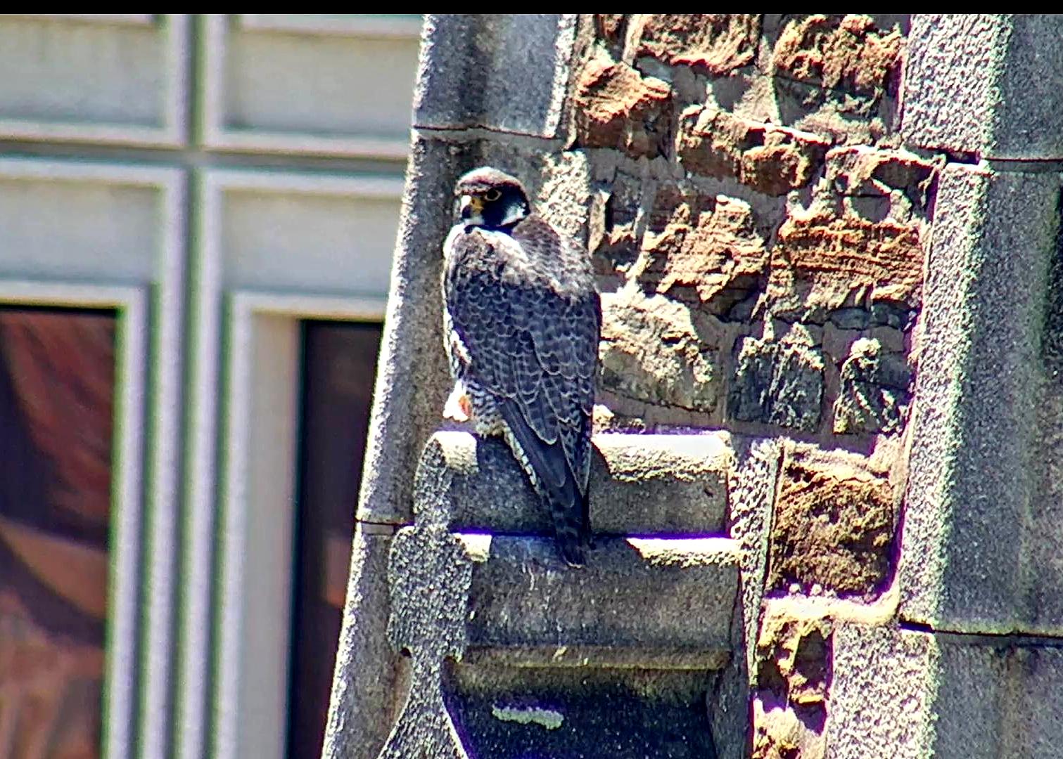 Astrid on the Steeple