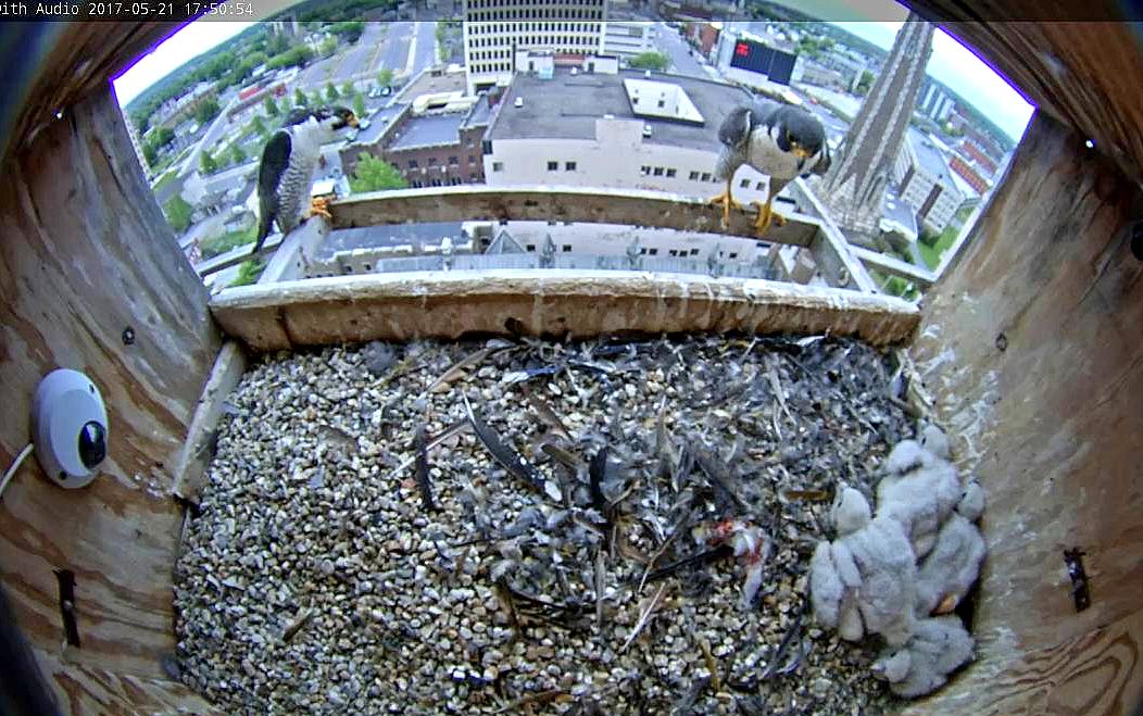 Both parents on guard at the nest site