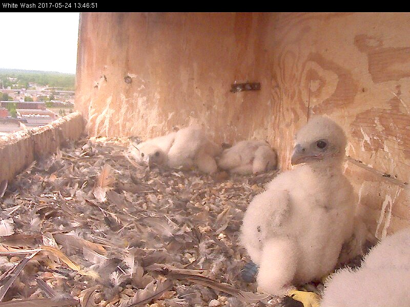 Growing chicks and sleeping chicks