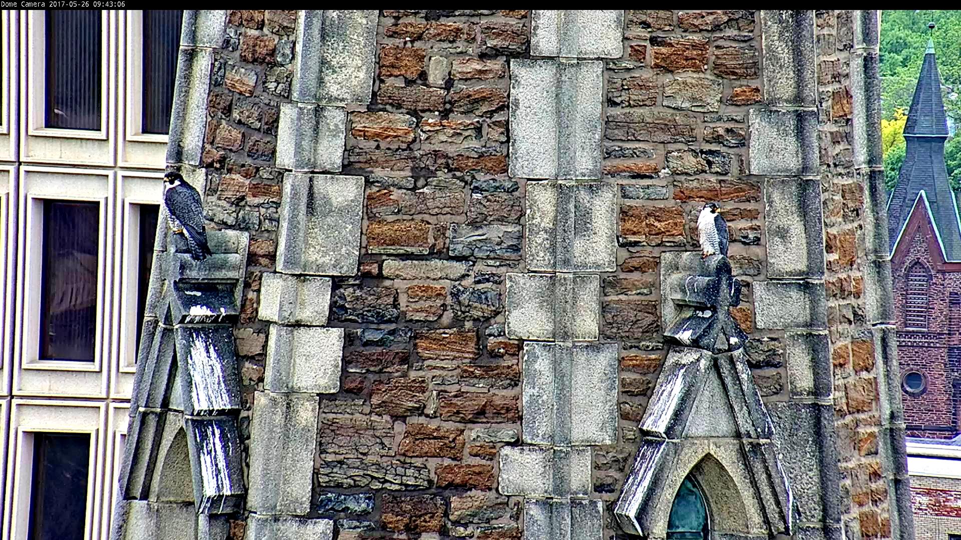 Astrid and Ares both take a steeple perch