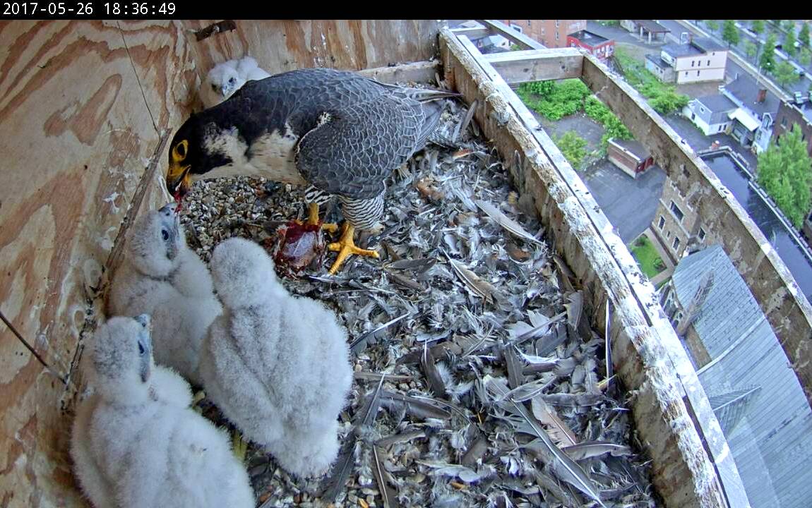 Astrid does another feeding