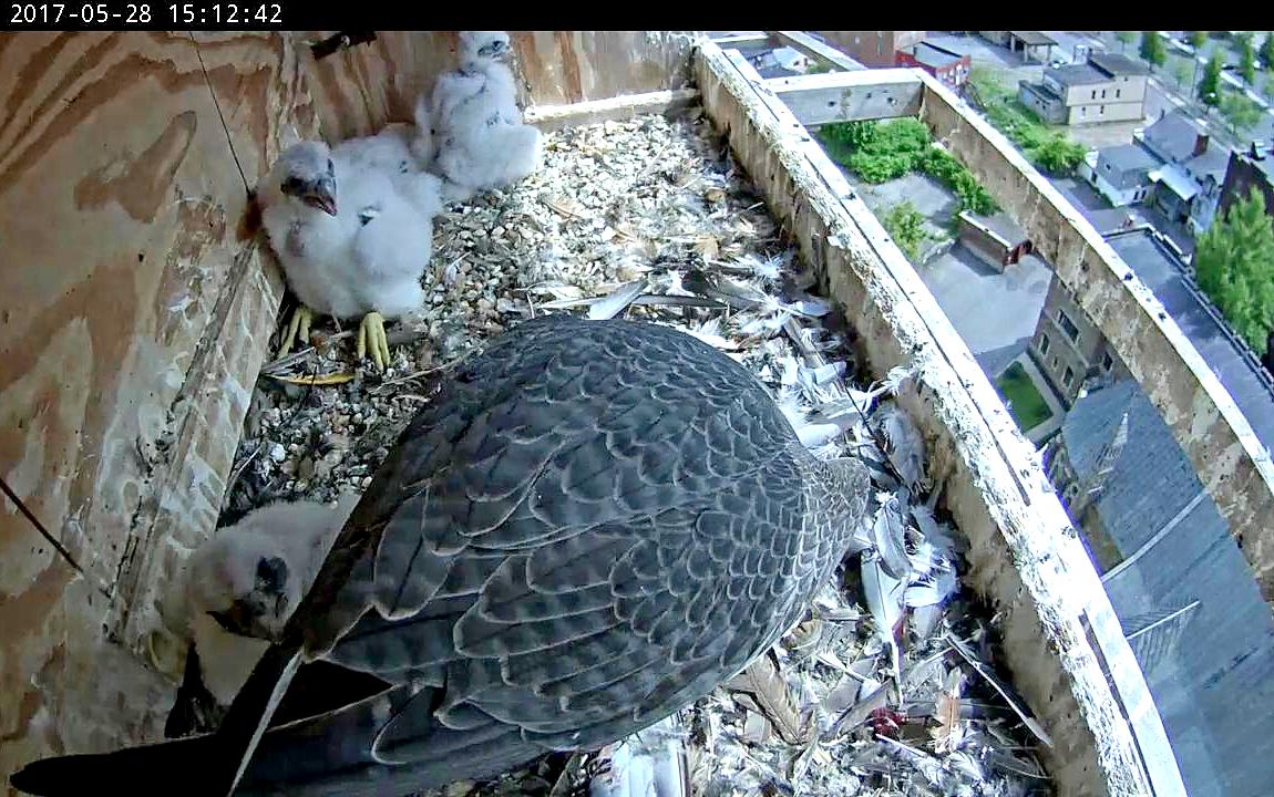 A nestling bites Astrid's wing feather