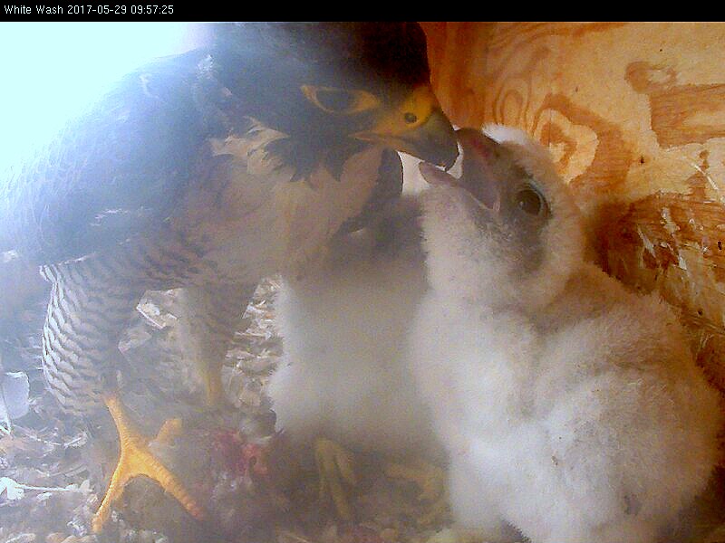 A close up of Astird feeding a nestling