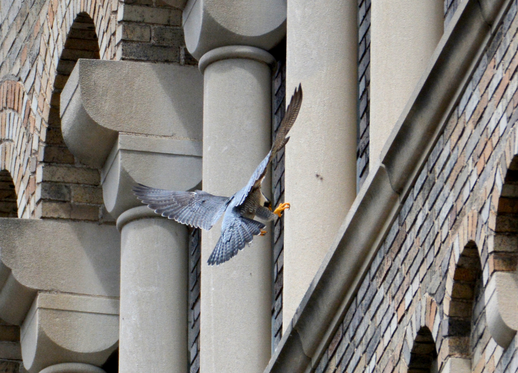 Ares comes in for a landing on a ledge on the Adirondack Bank