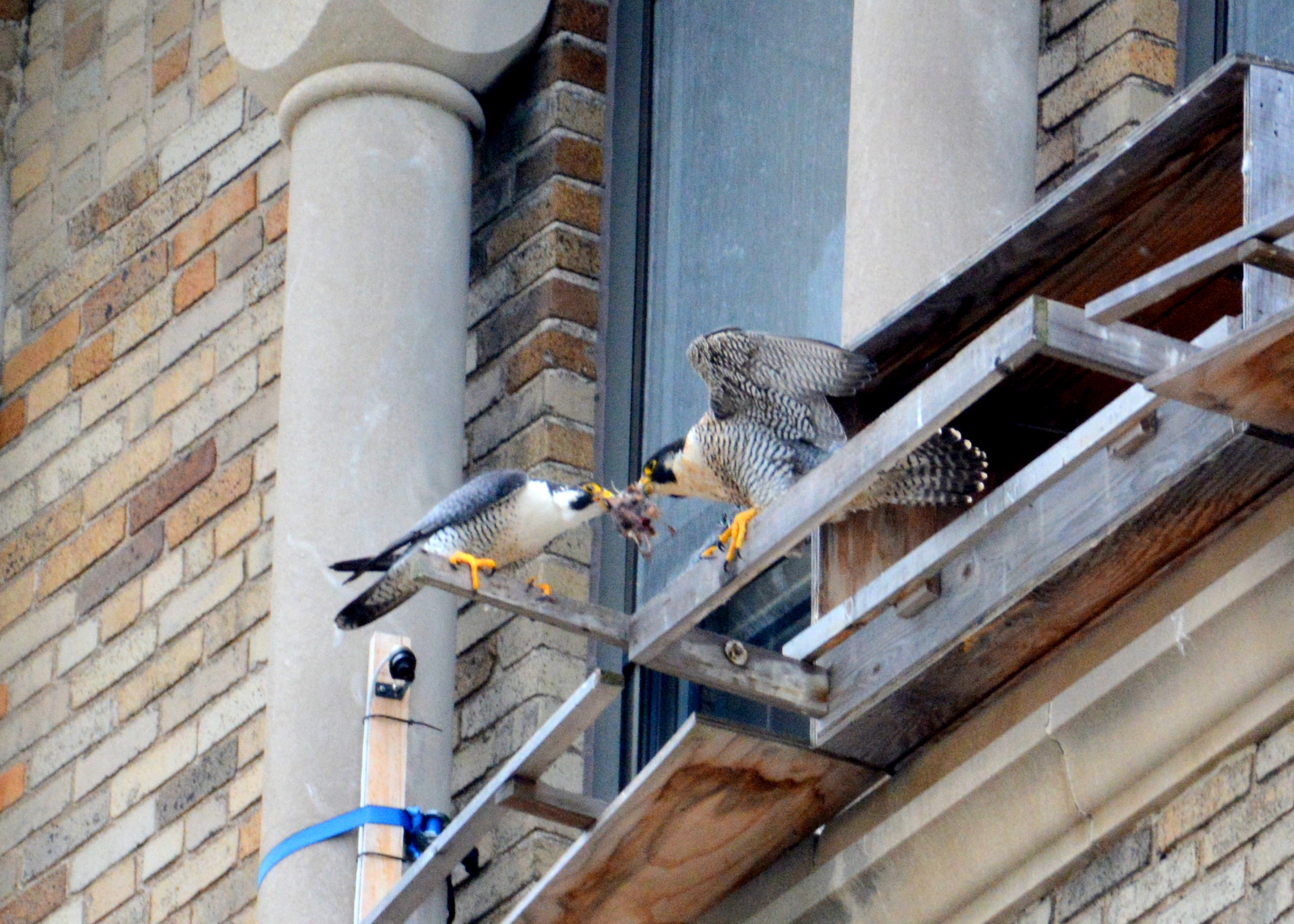 Ares hands off food to Astrid at the nest box