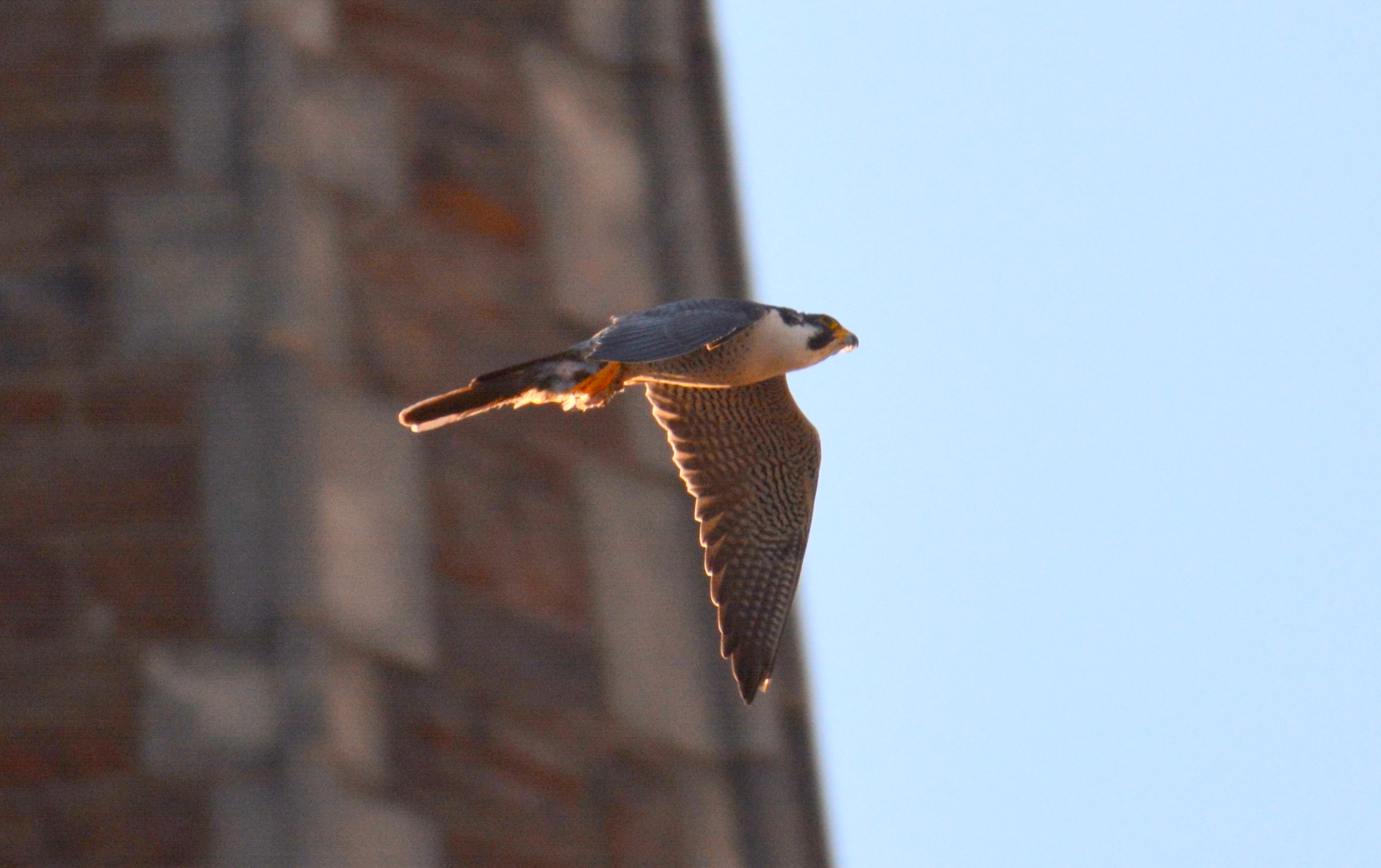 Ares Flies in with a late day meal - photo from the Wednesday night watch