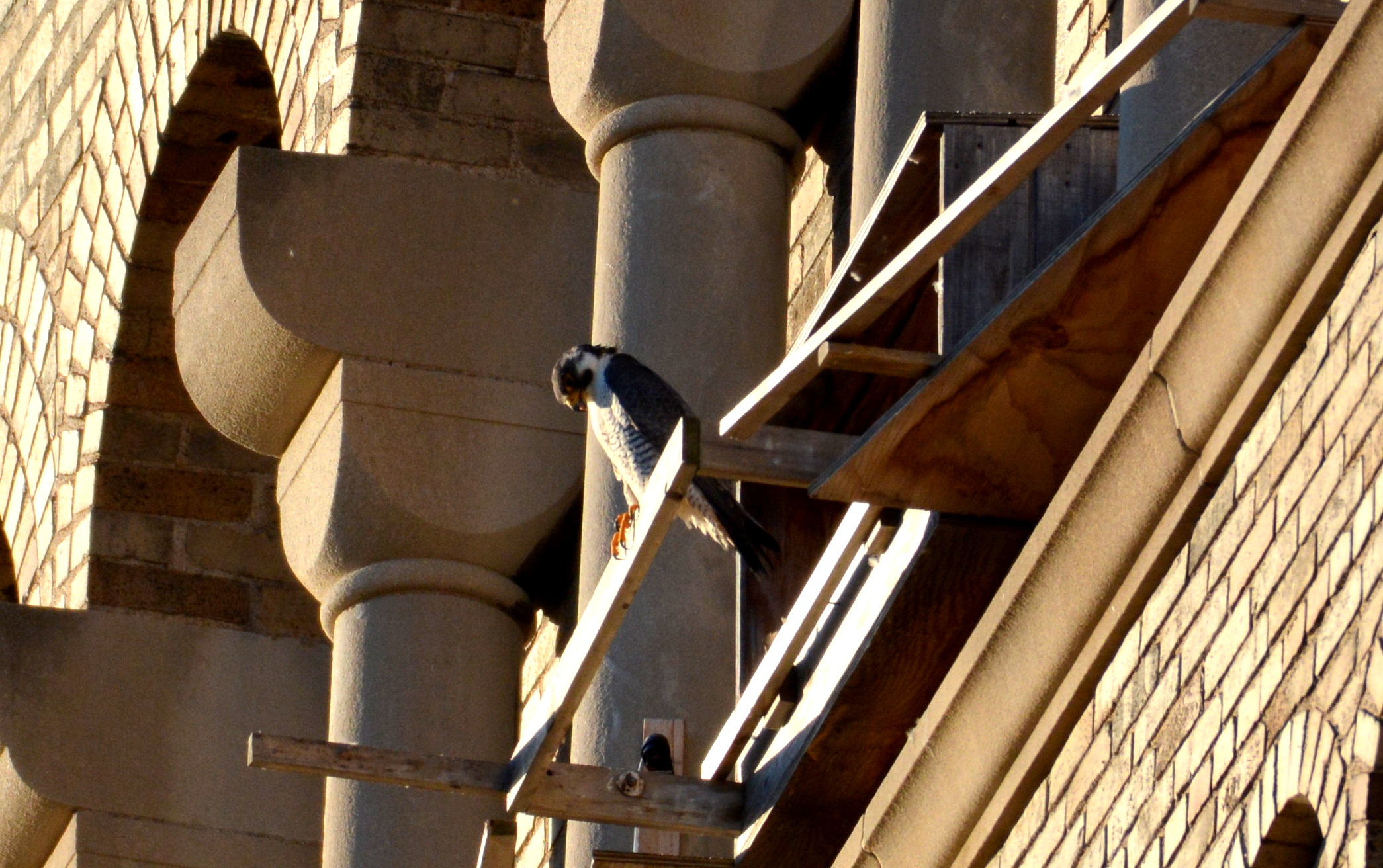 Ares looks down from the nest box perch - photo from Wednesday night watch