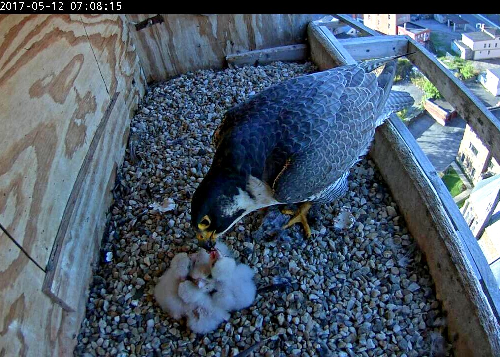 Astrid conducting one of several morning feedings