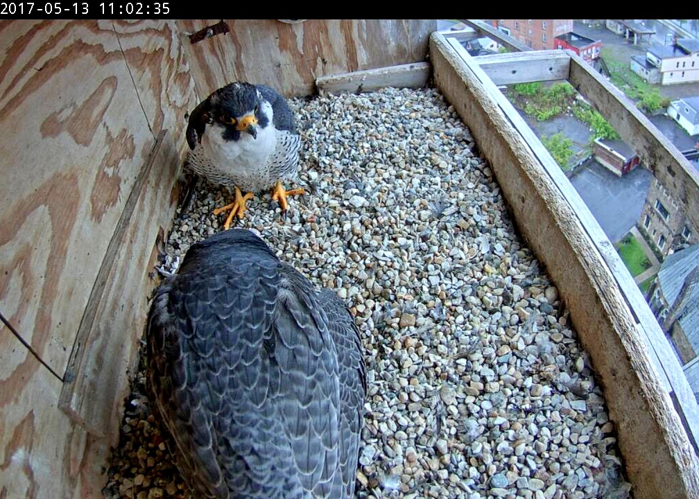 Ares hangs out in the box with Astrid and the chicks