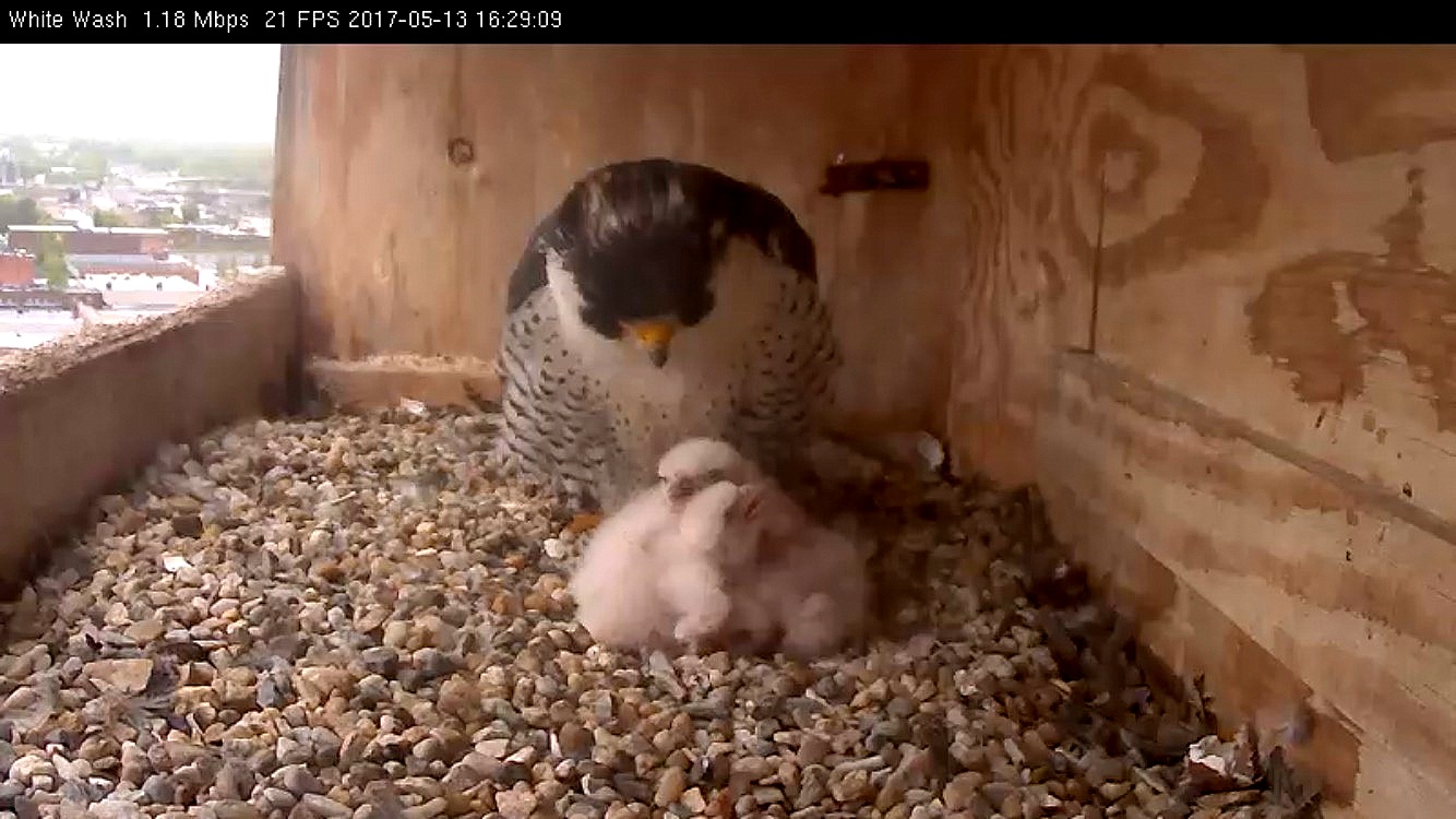 Ares with the sleepy brood