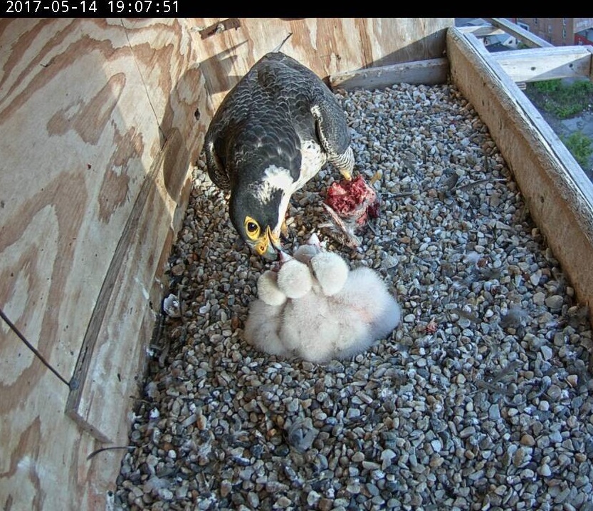 Astrid feeds the rapidly growing chicks