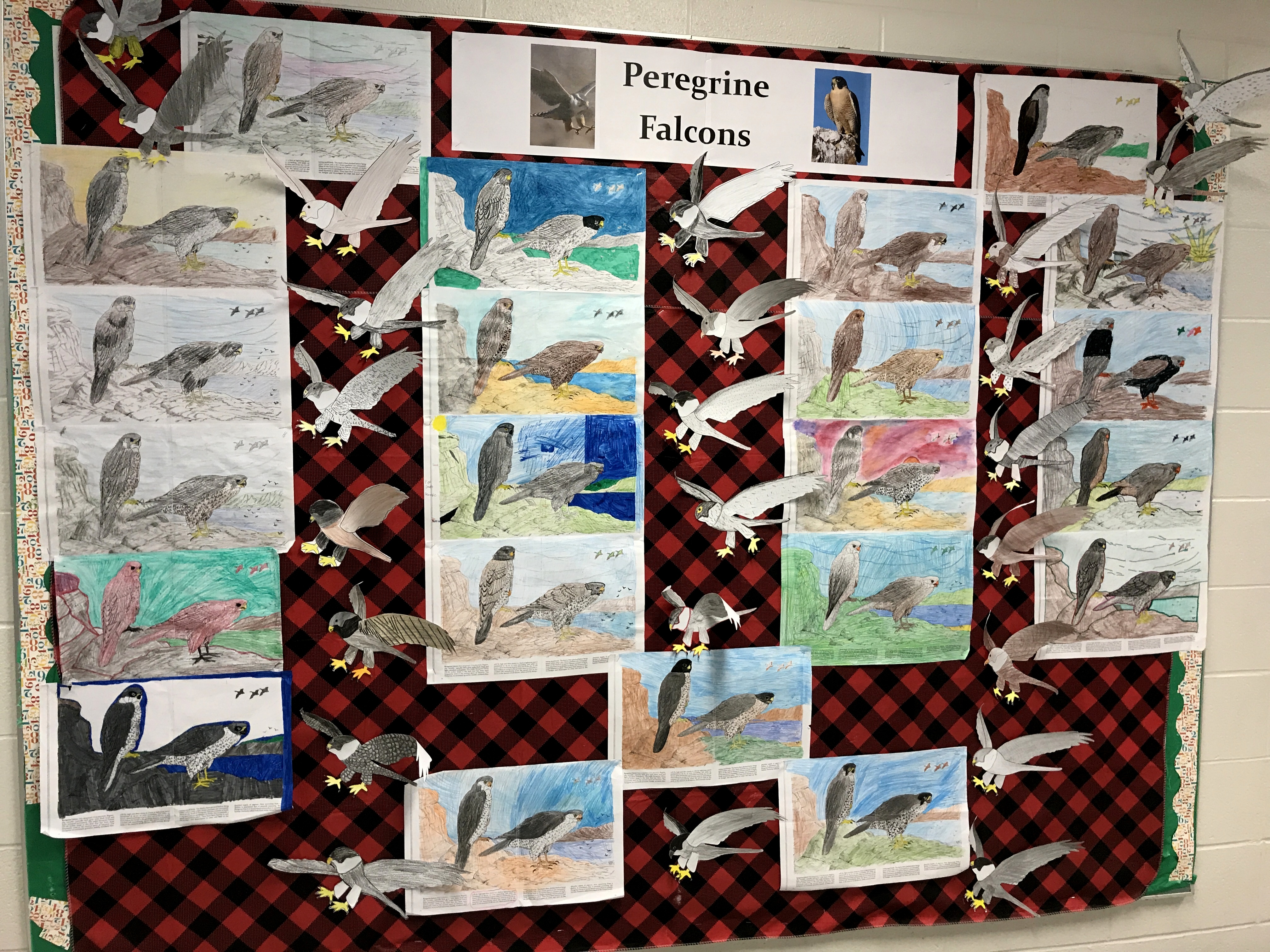 Ms. Grant's 5th grade class at Jefferson Elementary School has been learning all about falcons