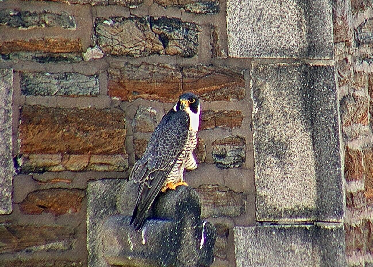 Astrid on the steeple perch