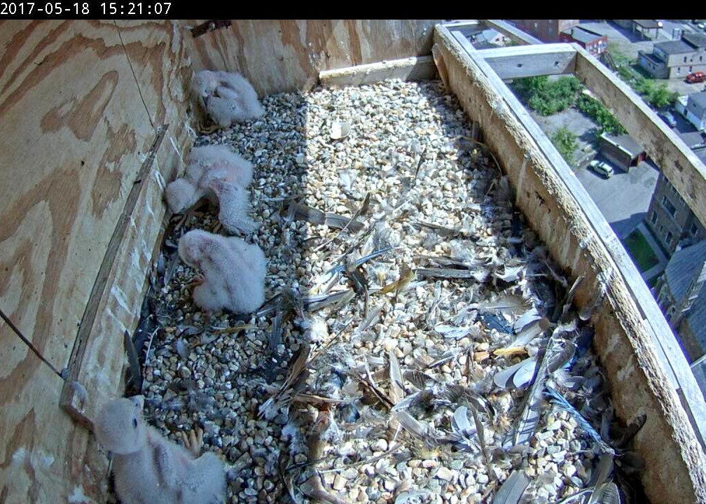 Four nestlings seek the shadiest spot in the box