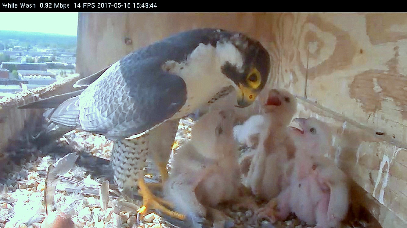 Ares shades and spends quality time with the nestlings