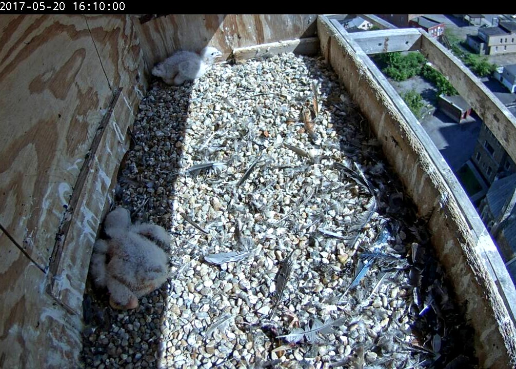 The chicks are finally venturing around the box, but often just keep in the shade