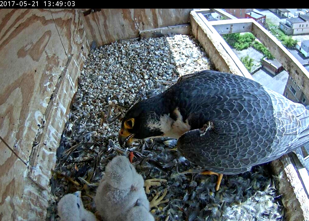 Astrid feeds the nestlings in the corner of the box