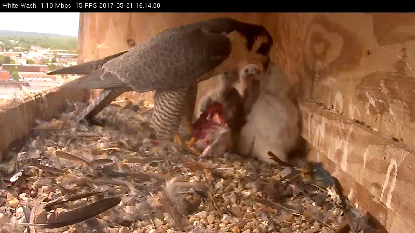 Astrid doing  a feeding