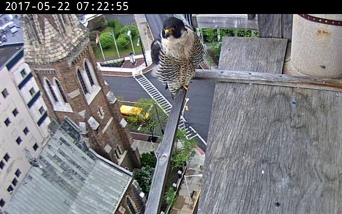 Astrid monitoring the chicks from the east veranda