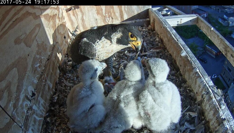 An early evening feeding