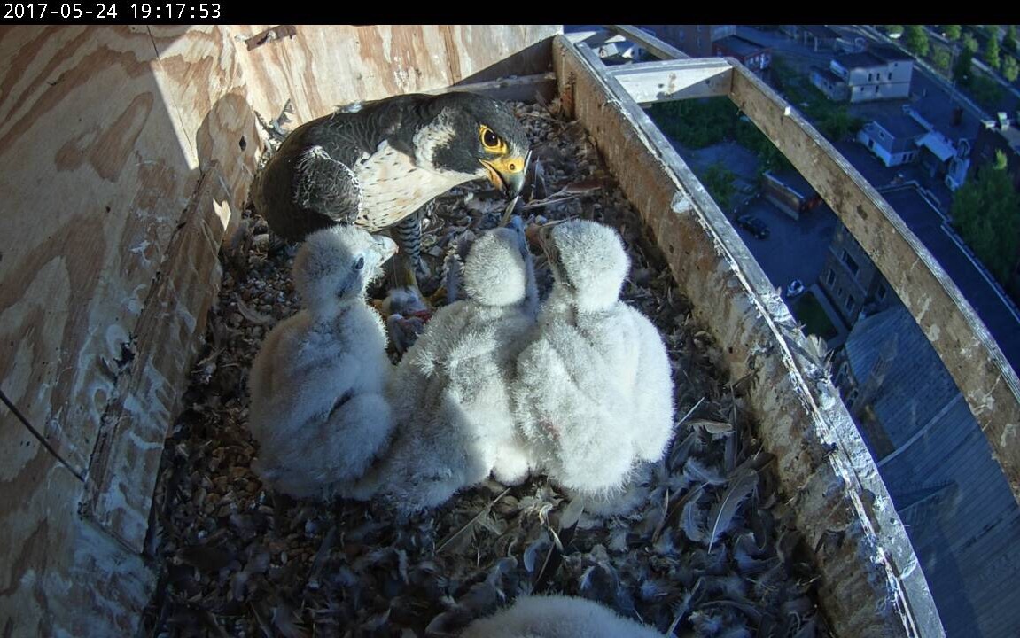 Astrid feeds the growing chicks