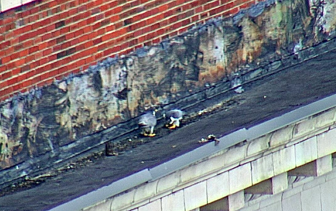 Astrid and Ares bow and call to each other during what looks like a ledge display on the hotel