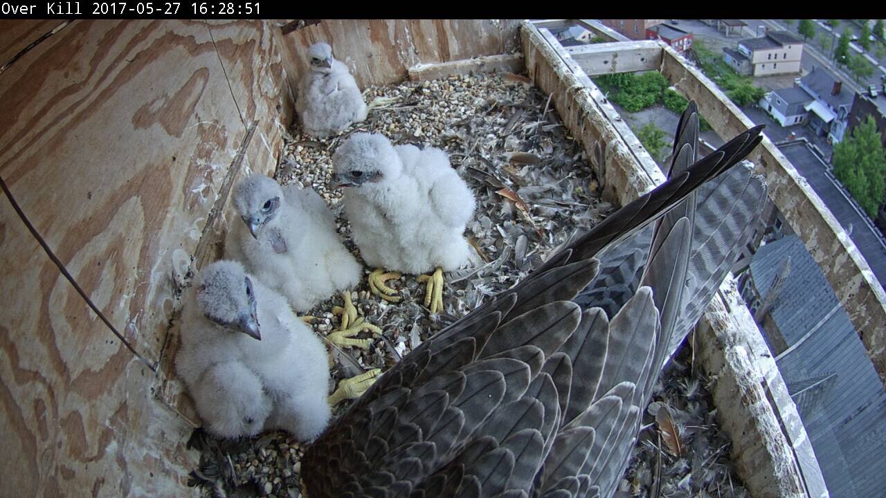 The nestlings with darkening bandit-like masks, wait for Astrid to tear up their food