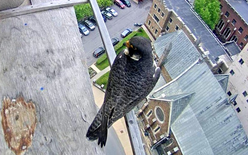 Ares on the east veranda 