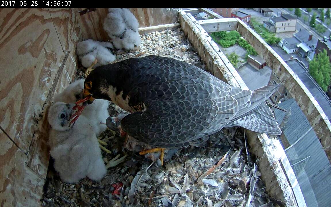 Feeding in progress