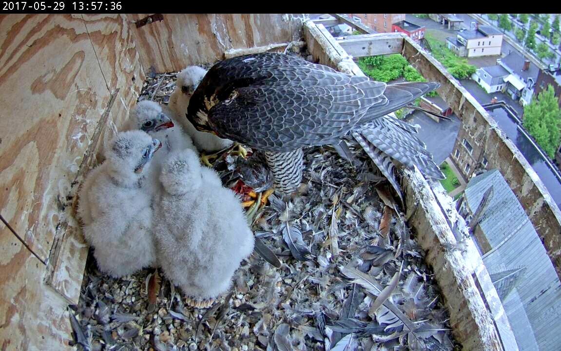 Astrid looks like she's huddling with masked snowmen again